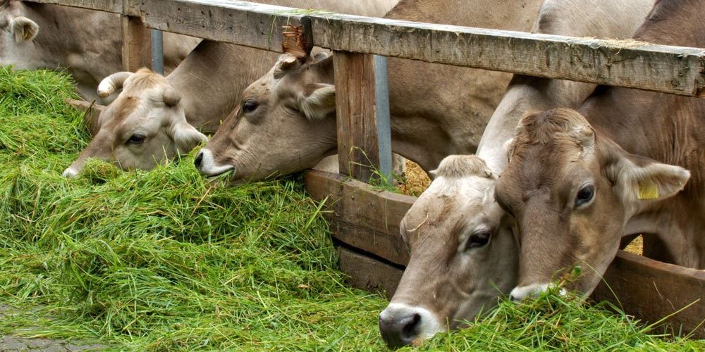 banniere-etable-vache-2