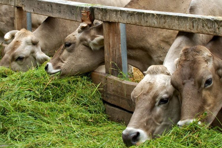 banniere-etable-vache-2